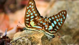 gallery/komodo_island/kupu-kupu_blue-tiger-butterfly-1.jpg