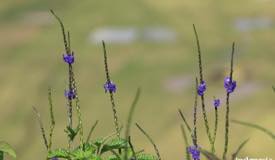 gallery/cancar_spider/cancar-spider-rice-field-manggarai-6.jpg