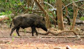 gallery/komodo_island/babi-hutan_sus-scrofa.jpg