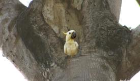 gallery/komodo_island/cacatua-sulphurea-komodo-island.jpg