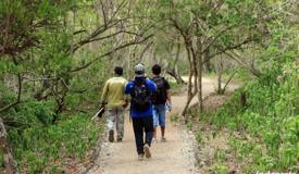 gallery/komodo_island/forest-trails-komodo-island.jpg