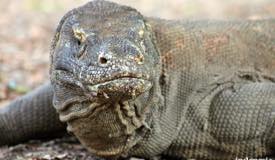 gallery/komodo_island/komodo_varanus-komodoensis_1.jpg