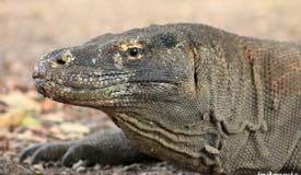 gallery/komodo_island/komodo_varanus-komodoensis_2.jpg