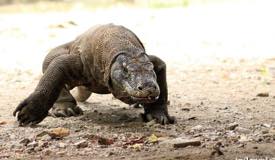 gallery/komodo_island/komodo_varanus-komodoensis_5.jpg