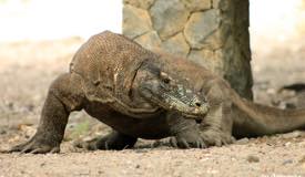 gallery/komodo_island/komodo_varanus-komodoensis_6.jpg