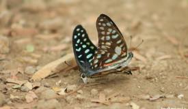 gallery/komodo_island/kupu-kupu_blue-tiger-butterfly-2.jpg