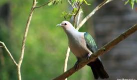 gallery/komodo_island/pergam-hijau_green-pigeon_ducula-aenea_1.jpg