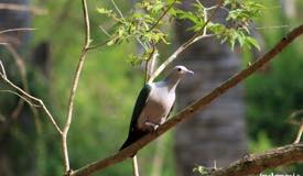 gallery/komodo_island/pergam-hijau_green-pigeon_ducula-aenea_2.jpg