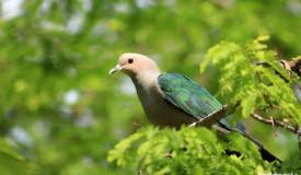 gallery/komodo_island/pergam-hijau_green-pigeon_ducula-aenea_3.jpg