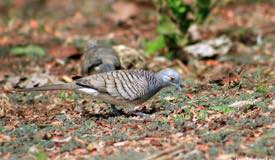 gallery/komodo_island/perkutut_zebra-dove_geopelia-striata_1.jpg