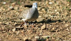 gallery/komodo_island/perkutut_zebra-dove_geopelia-striata_2.jpg