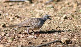 gallery/komodo_island/perkutut_zebra-dove_geopelia-striata_3.jpg