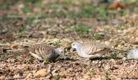 gallery/komodo_island/perkutut_zebra-dove_geopelia-striata_4.jpg