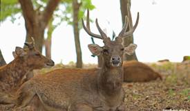 gallery/komodo_island/timor-deer_cervus-timorensis_1.jpg