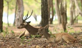 gallery/komodo_island/timor-deer_cervus-timorensis_2.jpg