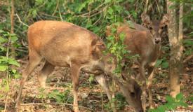 gallery/komodo_island/timor-deer_cervus-timorensis_3.jpg