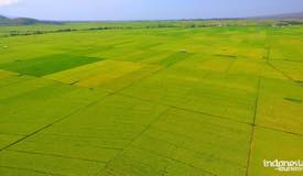 gallery/lembor_rice/lembor-rice-field-manggarai-flores-1.jpg