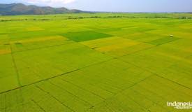 gallery/lembor_rice/rice-plants-lembor-manggarai-flores-1.jpg