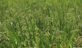 gallery/lembor_rice/rice-plants-lembor-manggarai-flores-2.jpg