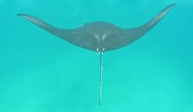 gallery/manta-point/manta-ray-komodo-island-1.jpg