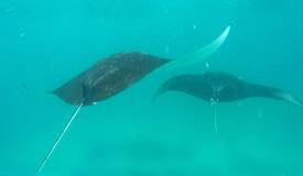 gallery/manta-point/manta-ray-komodo-island-2.jpg