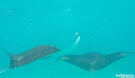 gallery/manta-point/manta-ray-labuan-bajo-1.jpg