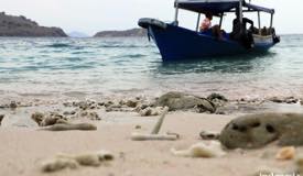 gallery/pink-beach/pink-beach-komodo-island-04.jpg