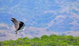 gallery/rinca_island/elang-flores_spizaetus-floris-5.jpg