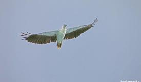 gallery/rinca_island/elang-flores_spizaetus-floris-6.jpg