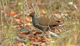 gallery/rinca_island/orange-footed-scrubfow-2.jpg