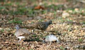 gallery/rinca_island/perkutut_zebra-dove_geopelia-striata_1.jpg