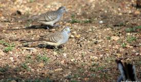 gallery/rinca_island/perkutut_zebra-dove_geopelia-striata_2.jpg