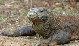 gallery/rinca_island/varanus-komodoensis-1.jpg