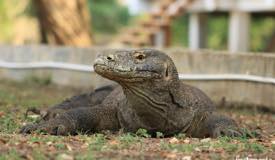 gallery/rinca_island/varanus-komodoensis-2.jpg