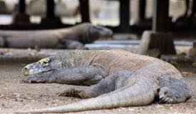 gallery/rinca_island/varanus-komodoensis-3.jpg