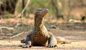 gallery/rinca_island/varanus-komodoensis-4.jpg