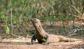 gallery/rinca_island/varanus-komodoensis-5.jpg