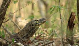 gallery/rinca_island/varanus-komodoensis-6.jpg