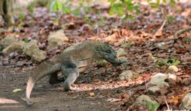 gallery/rinca_island/varanus-komodoensis-8.jpg