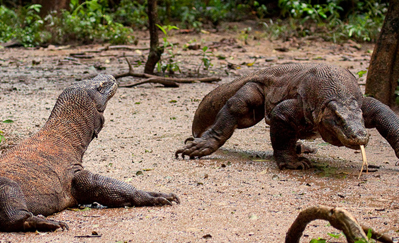 About Komodo Island : The conservation