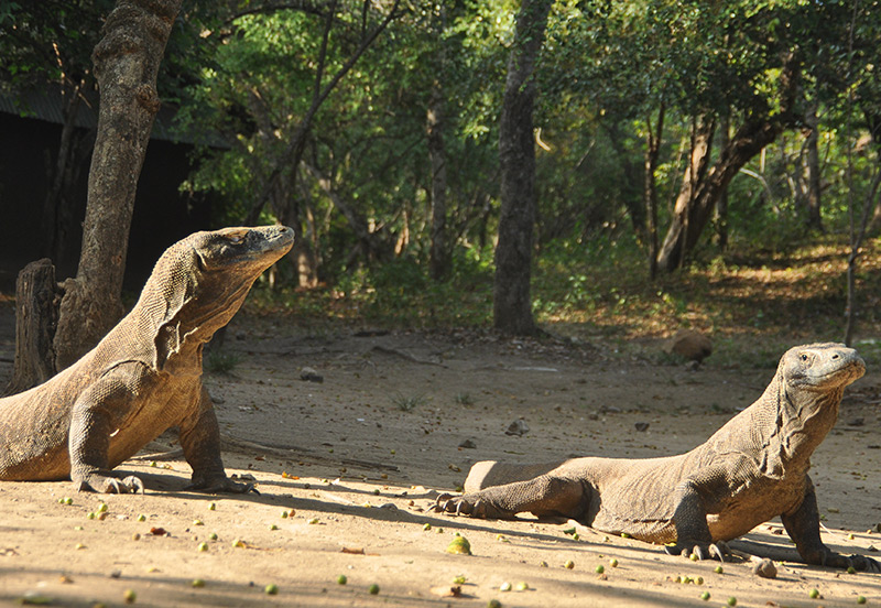 Komodo Island Tour Labuan Bajo Flores Komodo Island Tour Labuan Bajo Flores